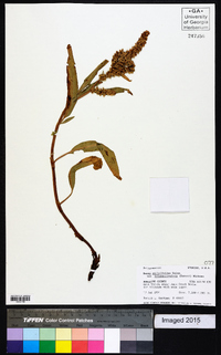 Rumex salicifolius image