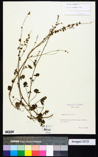 Rumex scutatus image