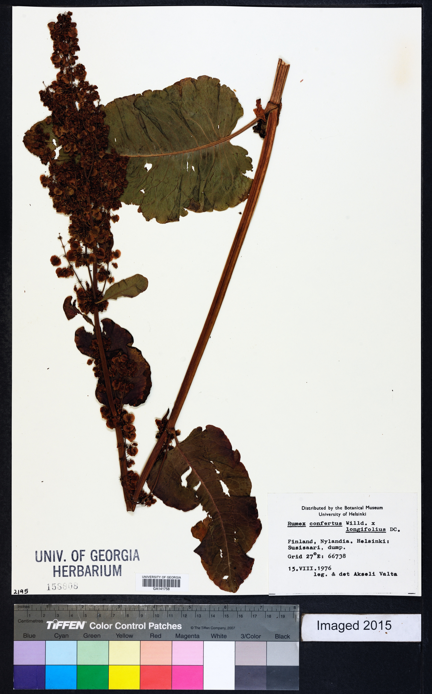 Rumex confertus image