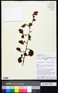 Image of Ruprechtia triflora