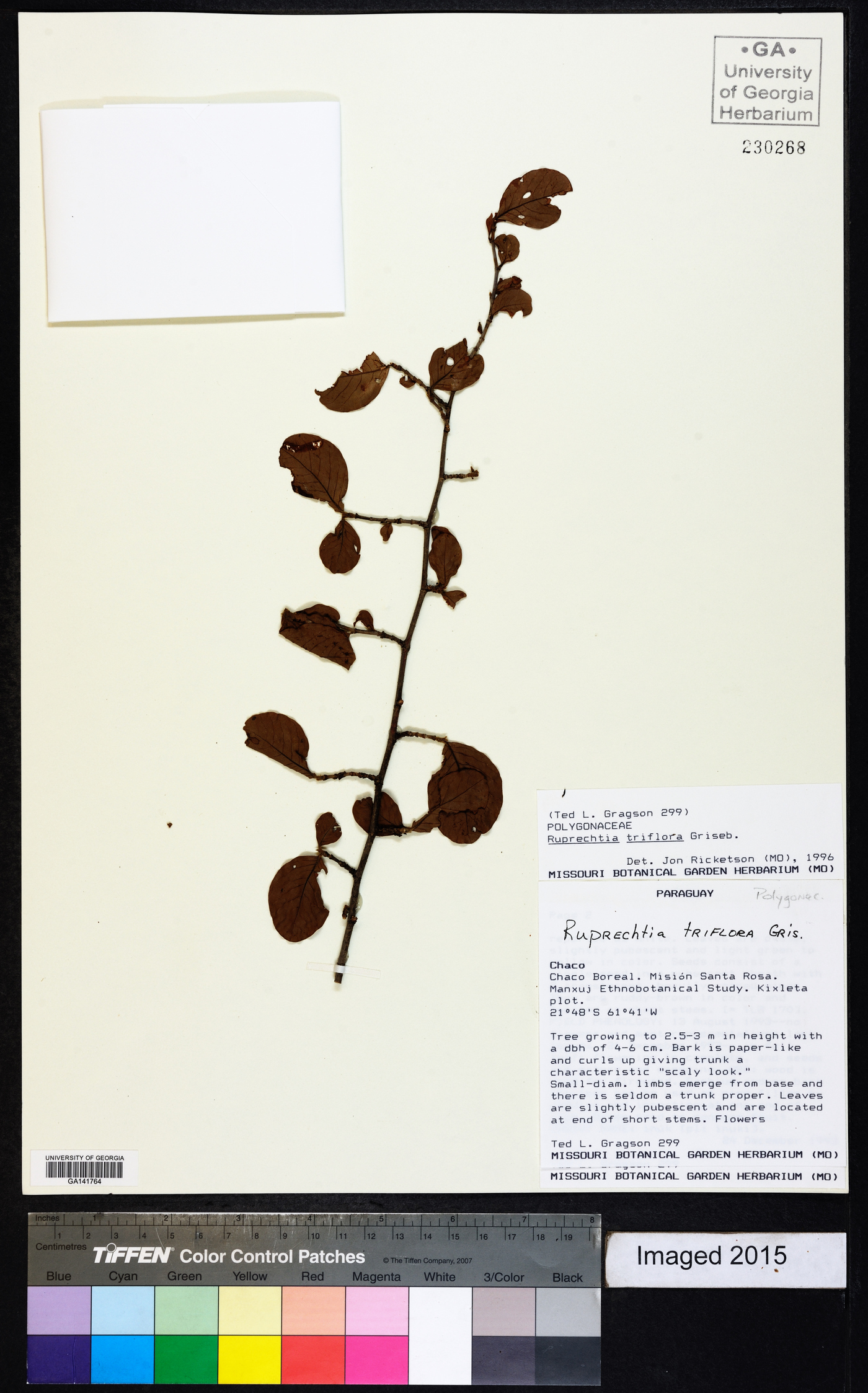 Ruprechtia triflora image