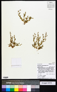 Stenogonum salsuginosum image