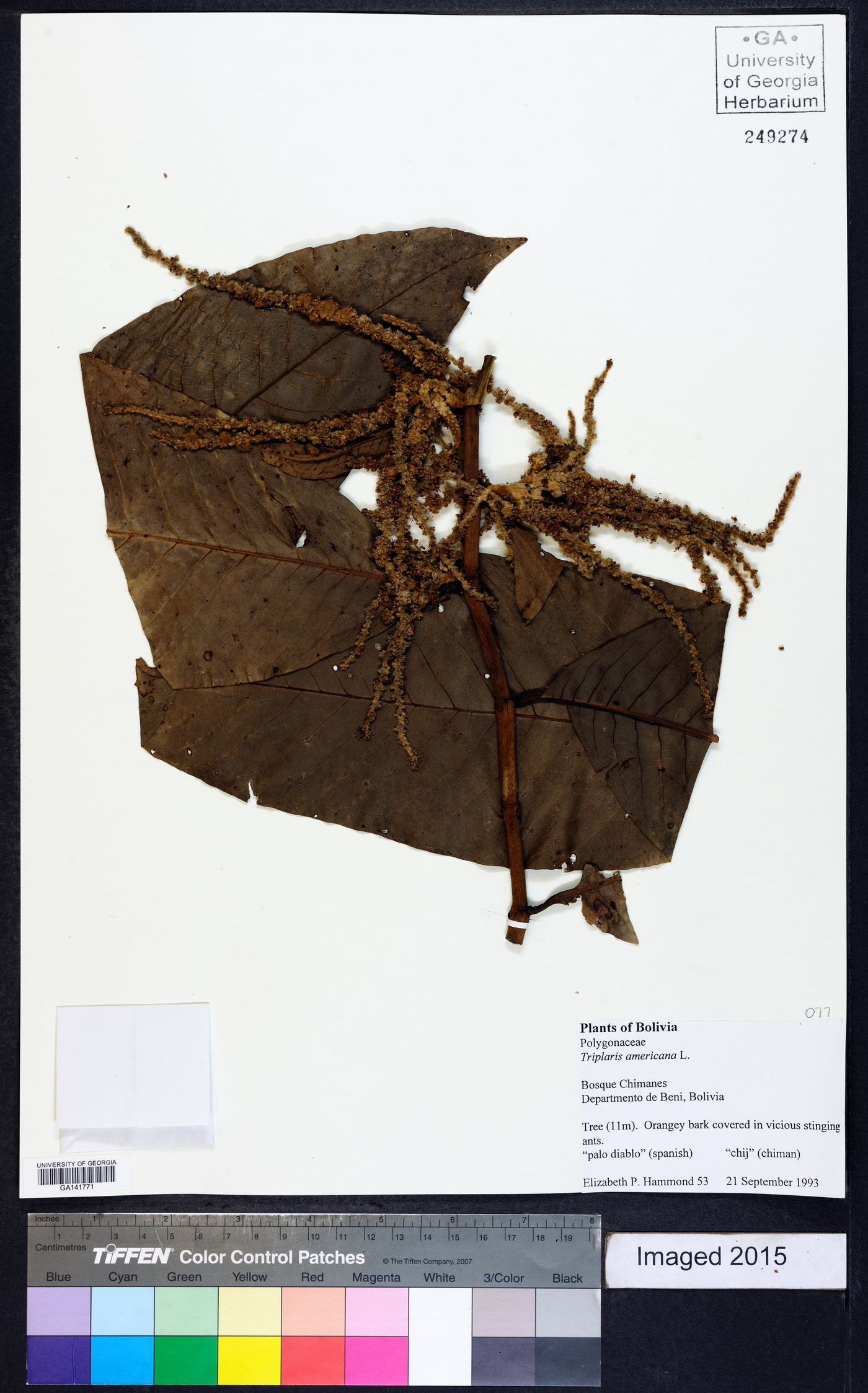 Triplaris americana image