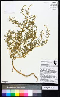 Atriplex cristata image