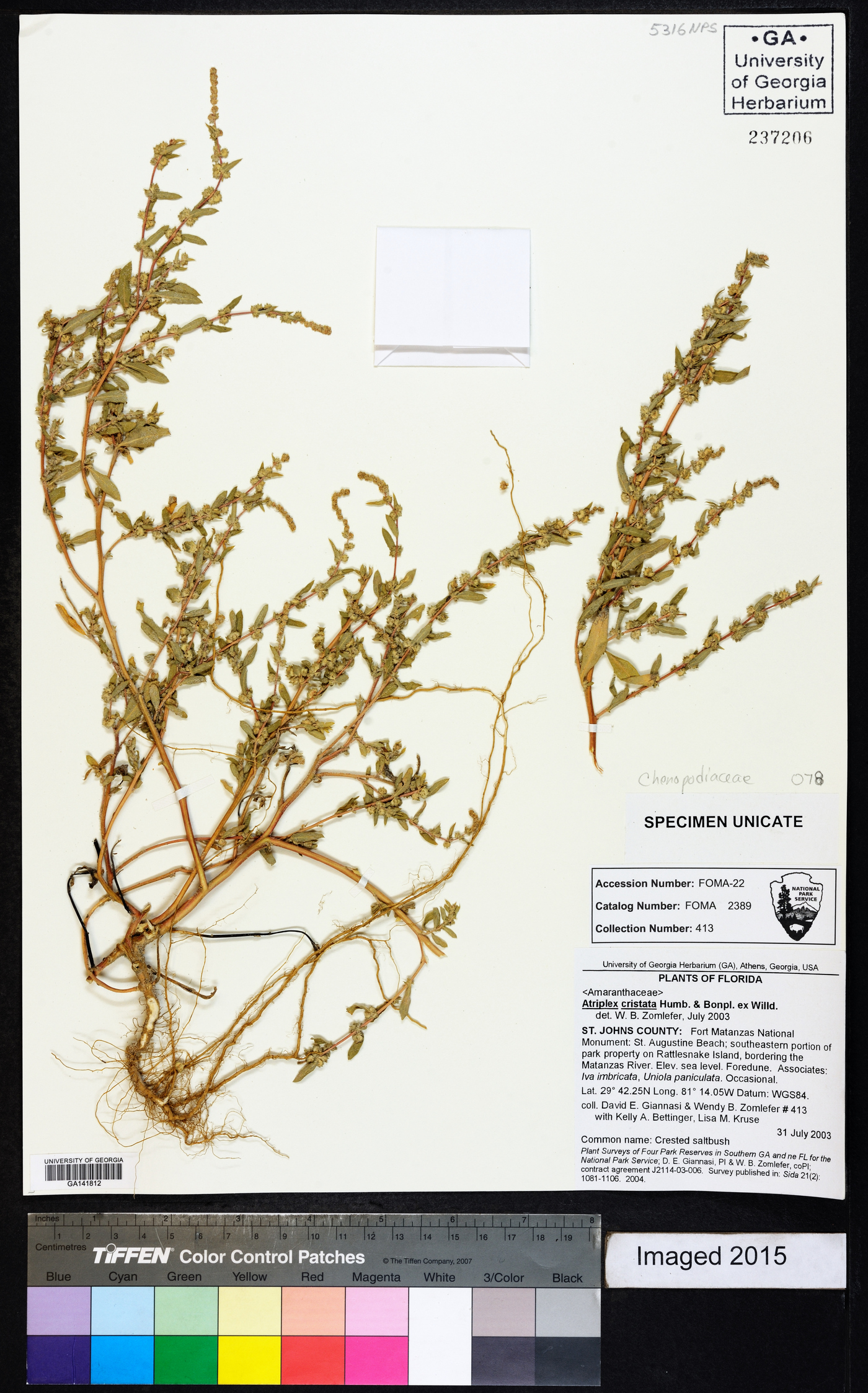 Atriplex cristata image