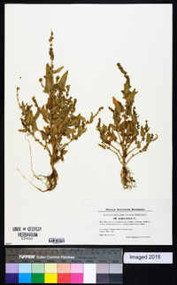 Atriplex prostrata image