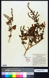 Atriplex prostrata image