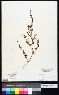 Atriplex patula image