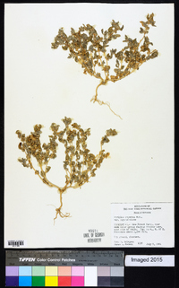 Atriplex argentea image