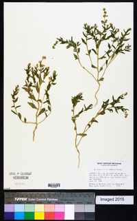 Atriplex dioica image