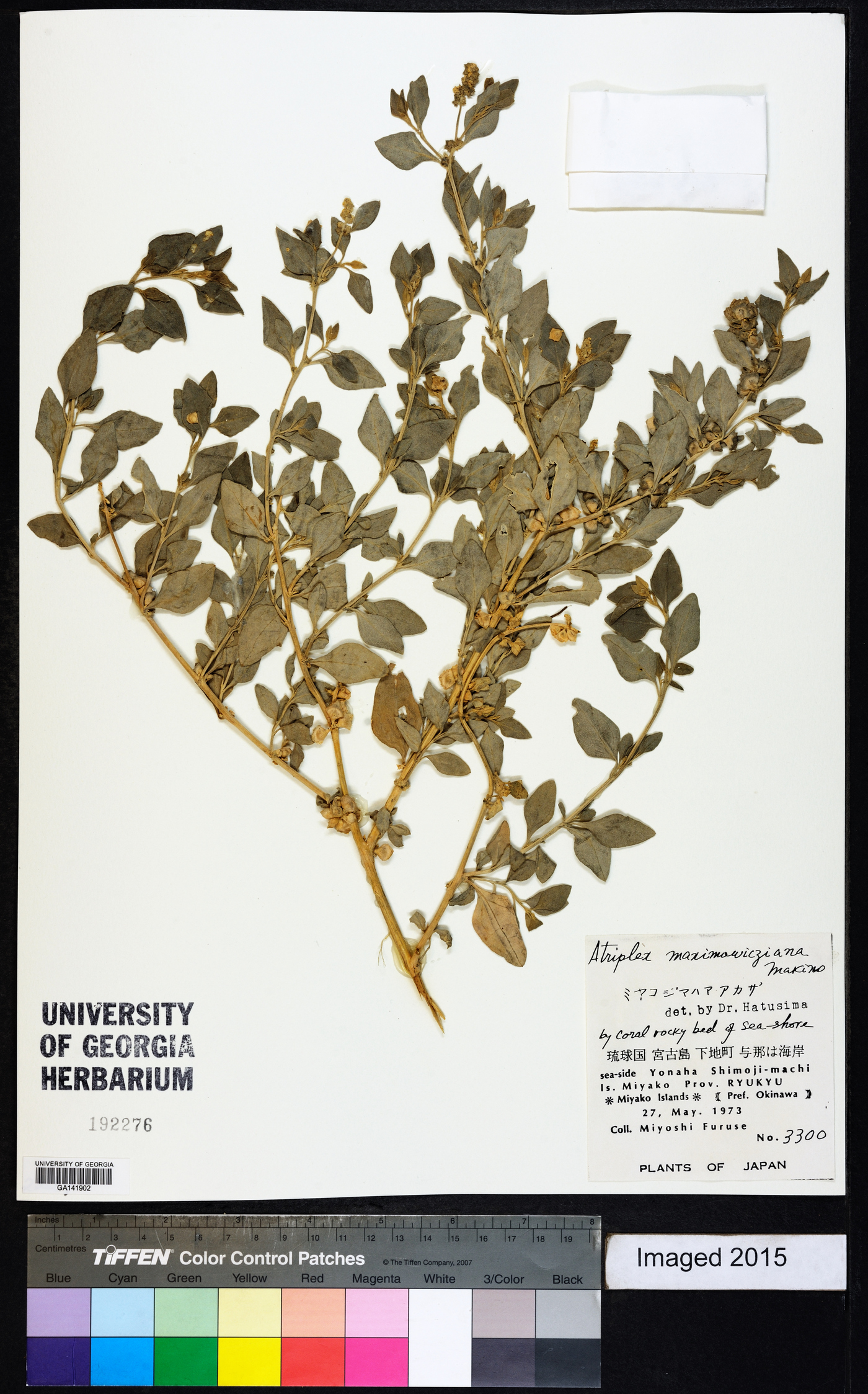 Atriplex maximowicziana image
