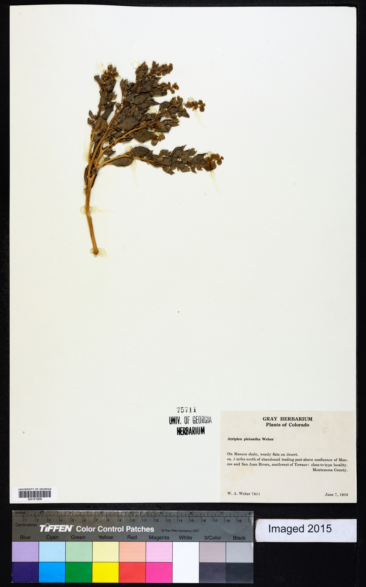 Atriplex pleiantha image