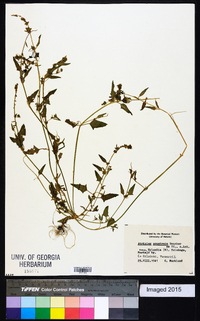 Atriplex prostrata image