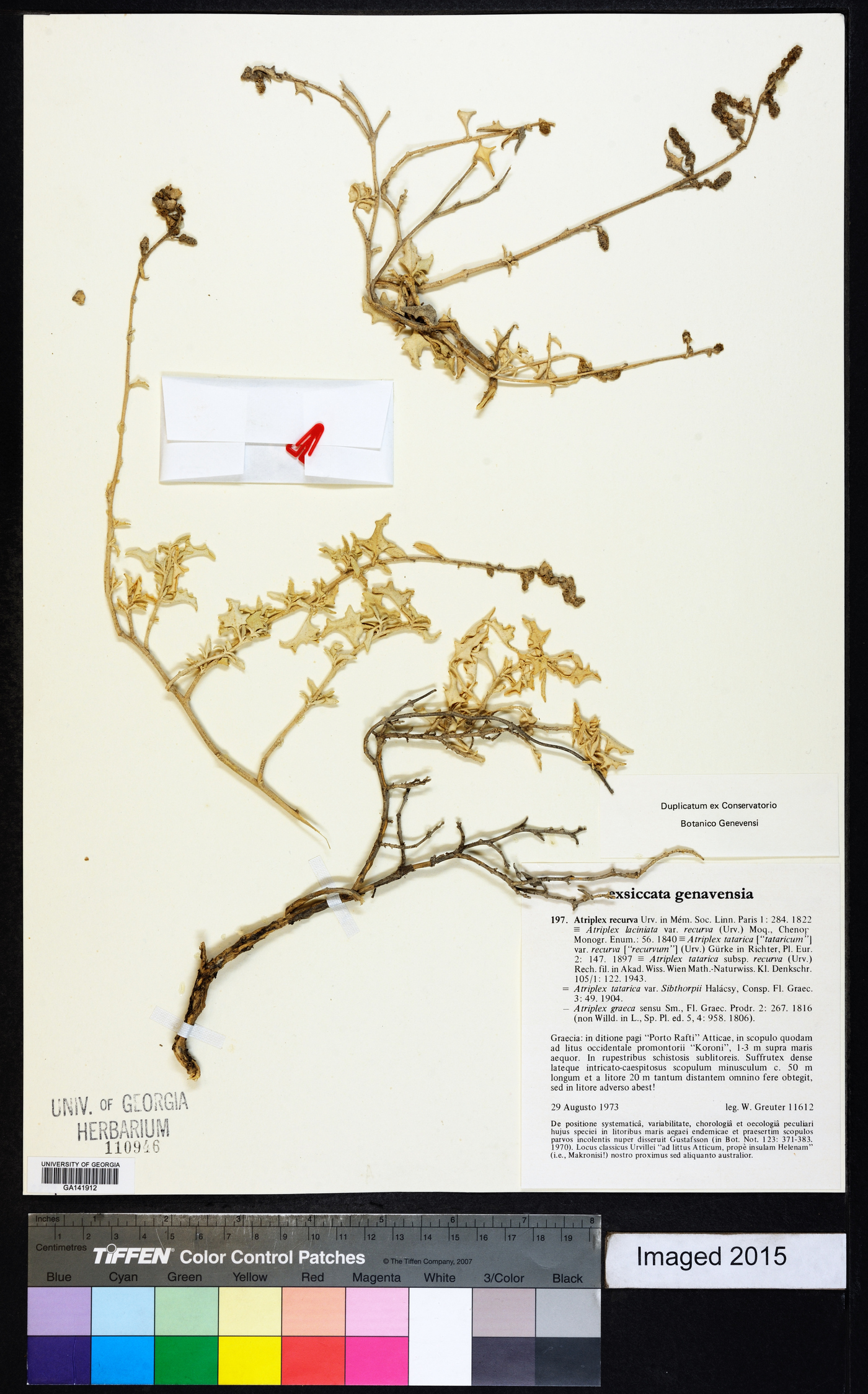 Atriplex recurva image