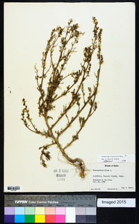 Chenopodium berlandieri image