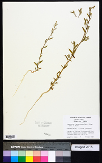 Chenopodium leptophyllum image