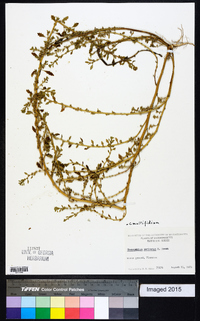 Chenopodium multifidum image