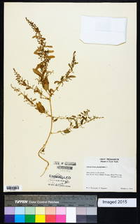 Chenopodium polyspermum image