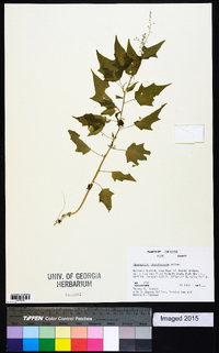 Chenopodium standleyanum image