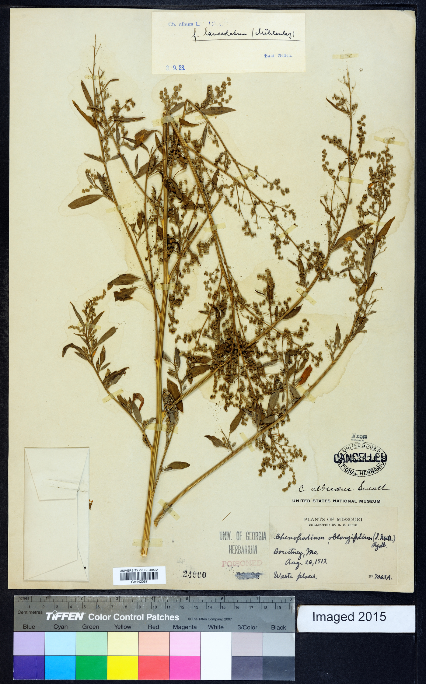 Chenopodium albescens image