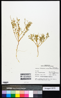 Chenopodium incanum image