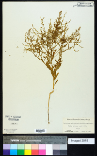 Cycloloma atriplicifolium image