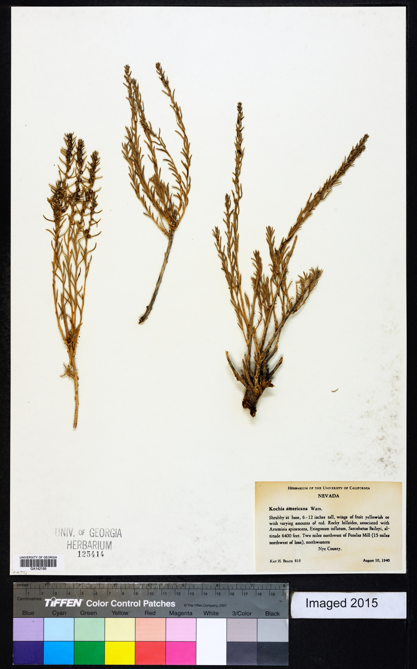 Kochia americana image