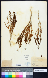 Salicornia bigelovii image