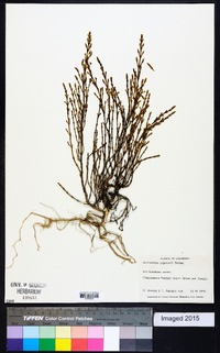 Salicornia bigelovii image