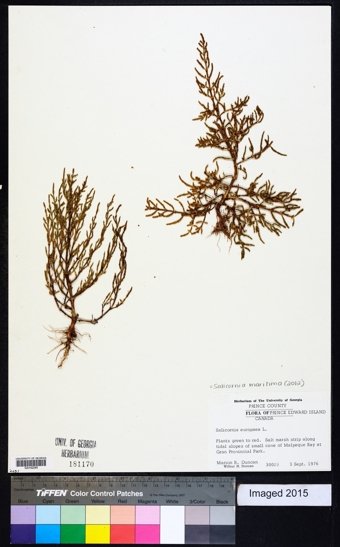 Salicornia maritima image