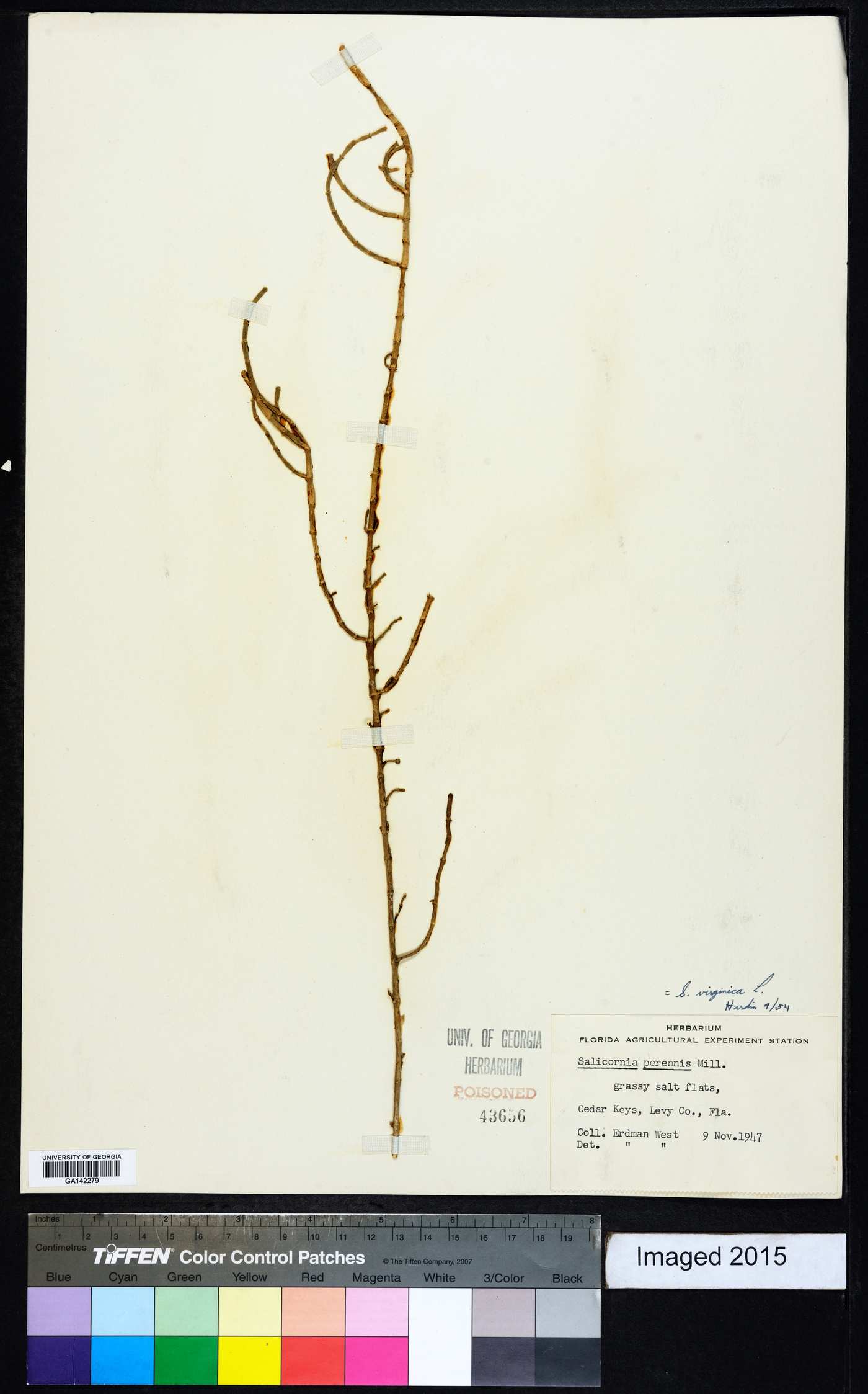 Salicornia virginica image