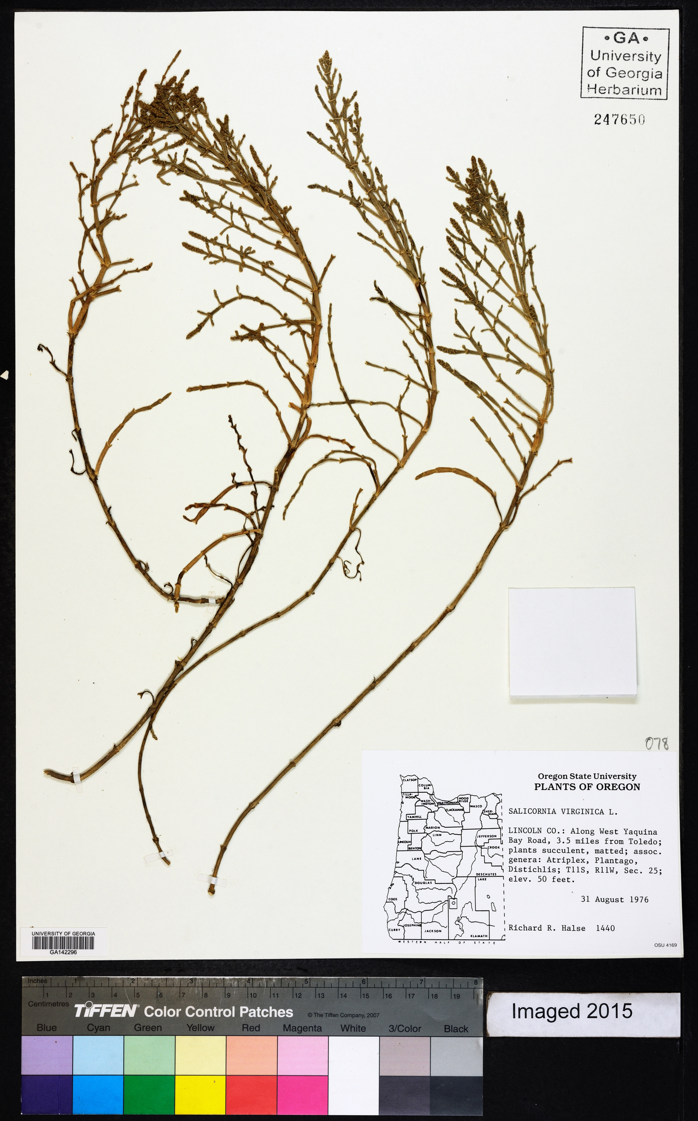 Salicornia virginica image