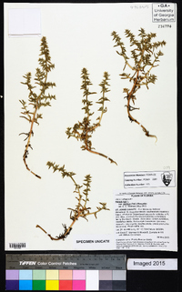 Salsola kali subsp. pontica image