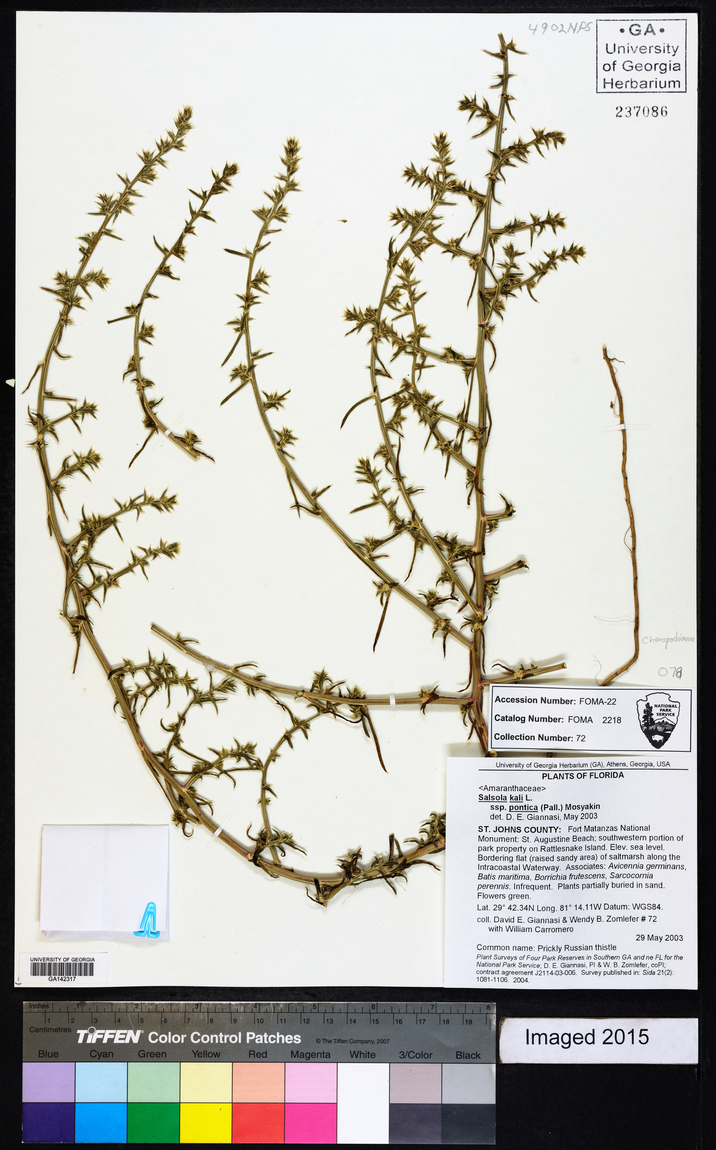 Salsola kali subsp. pontica image