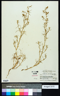 Salsola tragus image