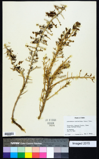 Sarcobatus vermiculatus image