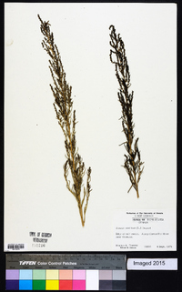 Suaeda maritima image