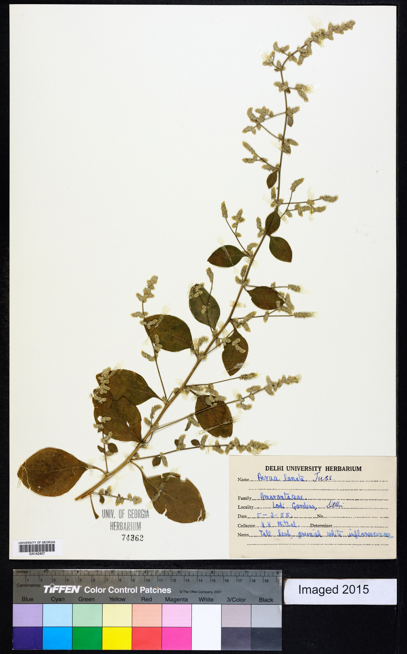 Aerva lanata image