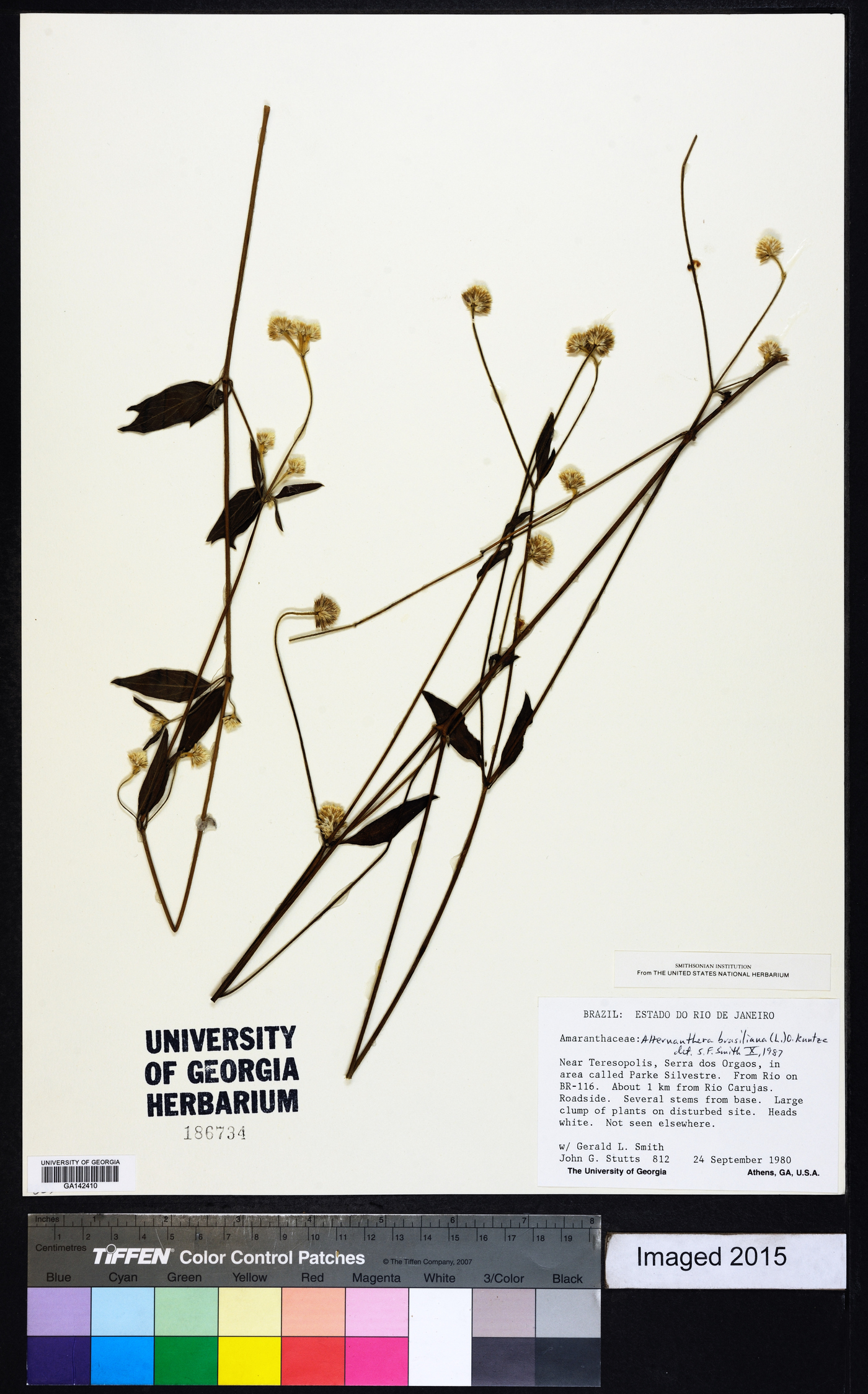 Alternanthera brasiliana image