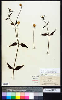 Alternanthera flavescens image