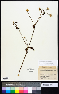 Alternanthera flavescens image