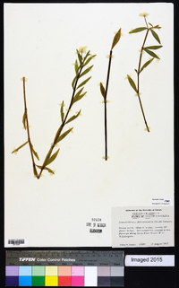 Alternanthera philoxeroides image