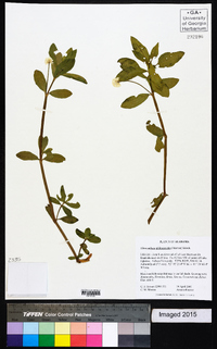 Alternanthera philoxeroides image