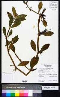 Alternanthera philoxeroides image