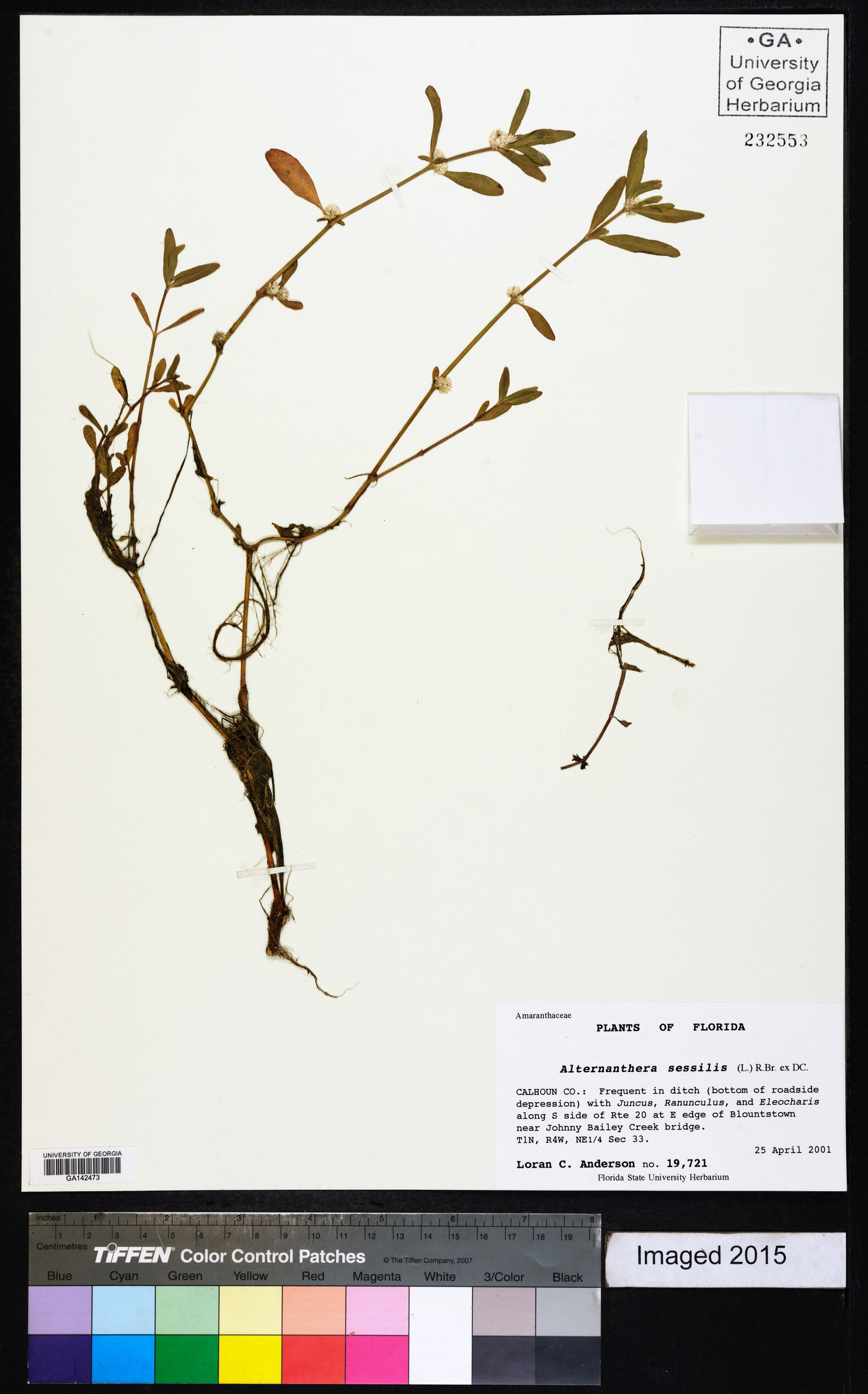 Alternanthera sessilis image