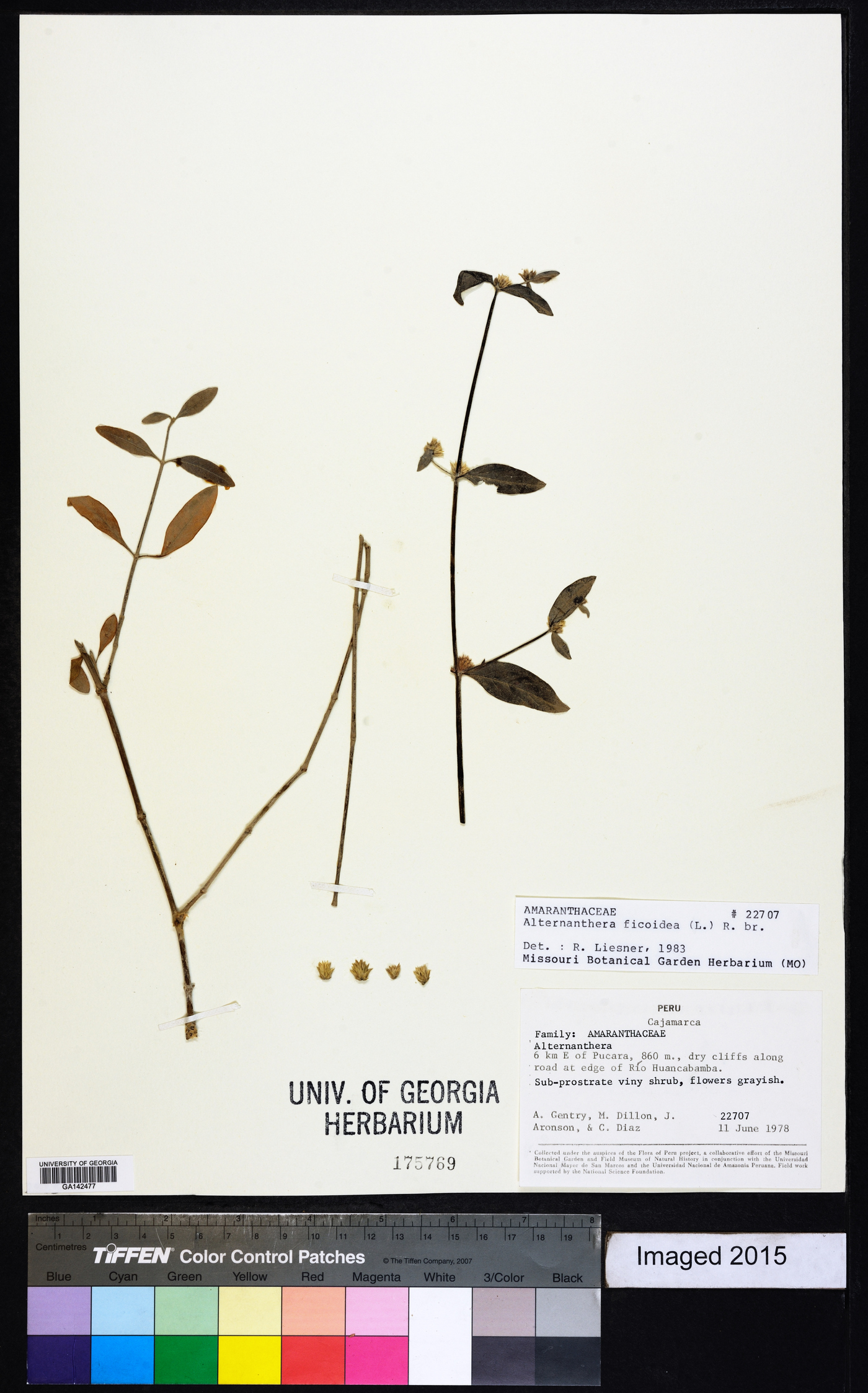 Alternanthera ficoidea image