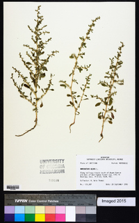 Amaranthus albus image