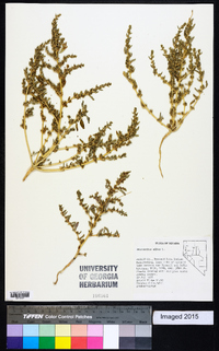 Amaranthus albus image