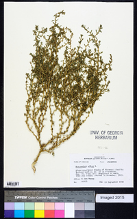 Amaranthus albus image