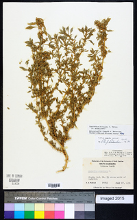 Amaranthus blitoides image